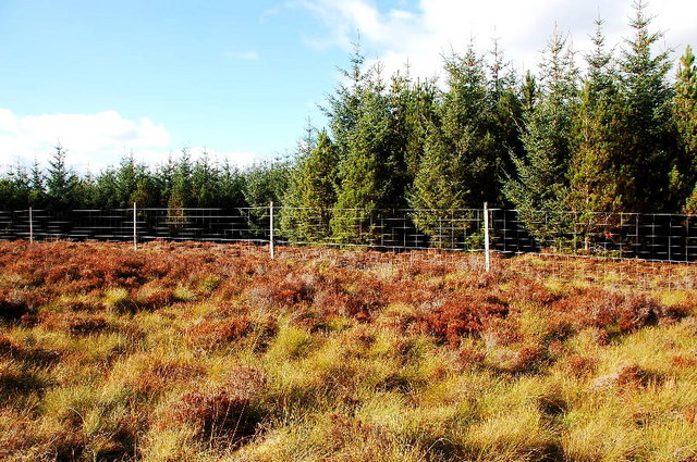 Forest Fence