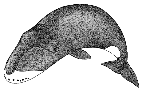 Drawing of the bowhead whale