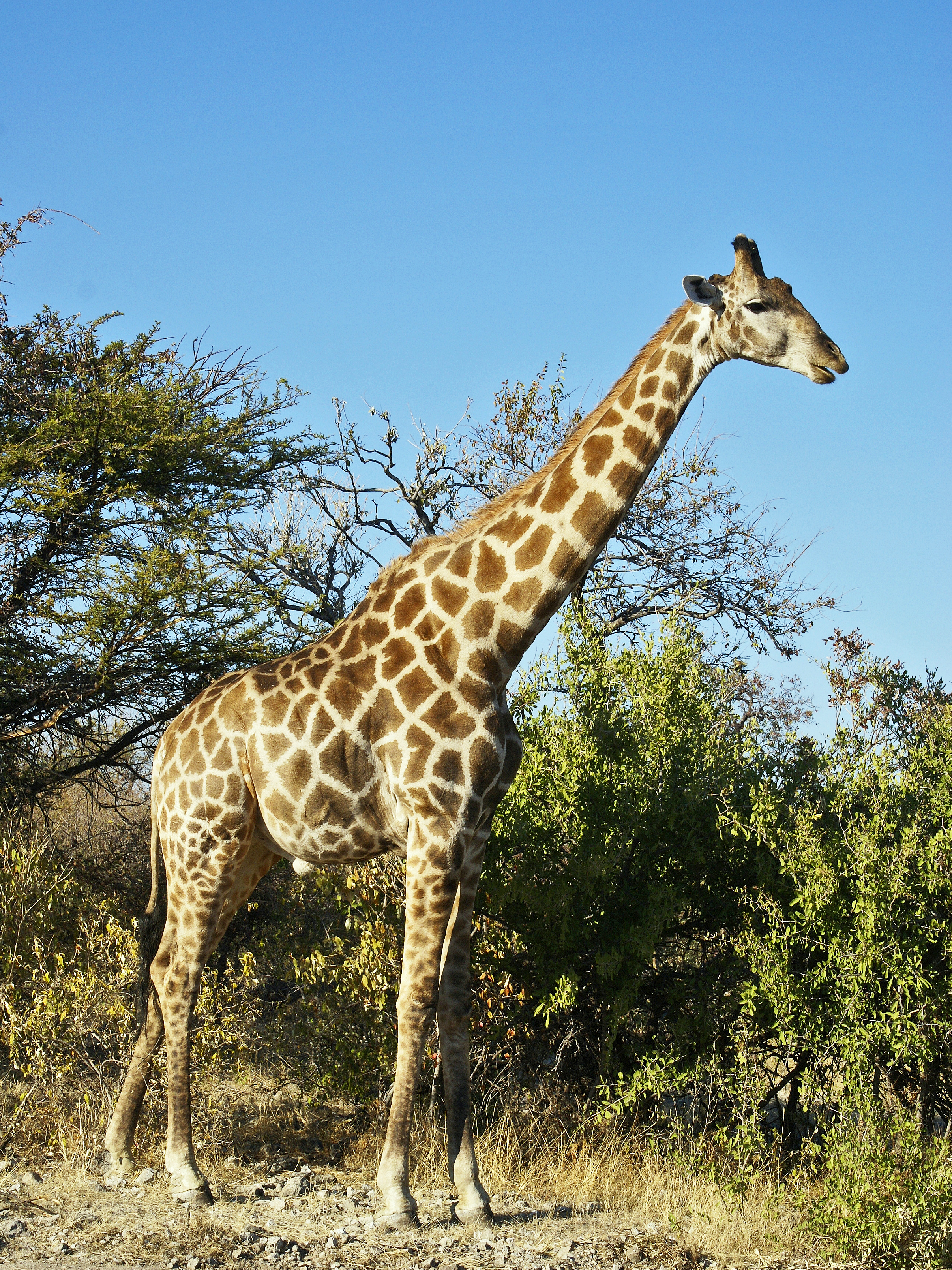 Giraffe. Author: Hans Hillewaert CC-BY-SA-3.0 
