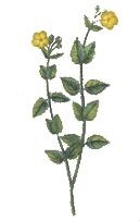 Vignette pour Helianthemum marifolium