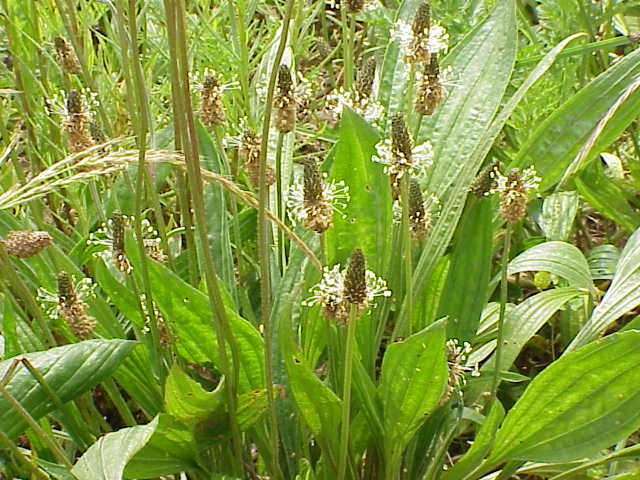 Plantago lanceolata flowers
