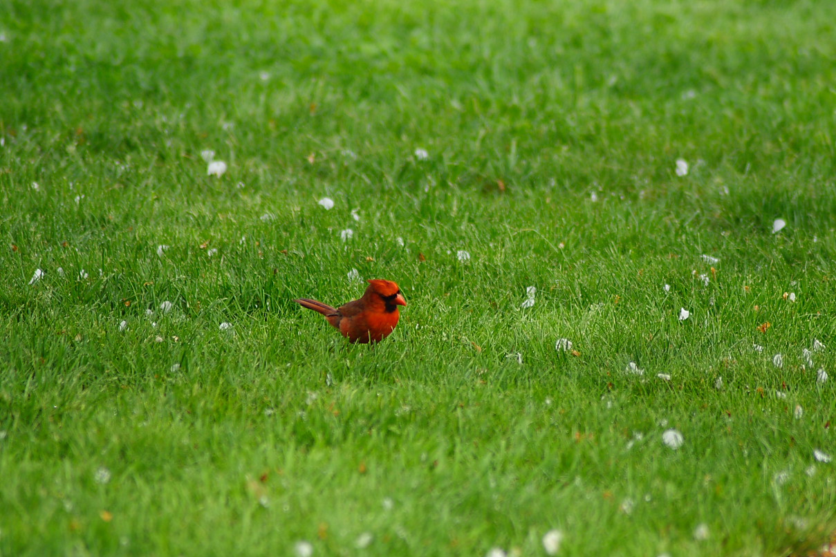 Spring Cardinal Bird