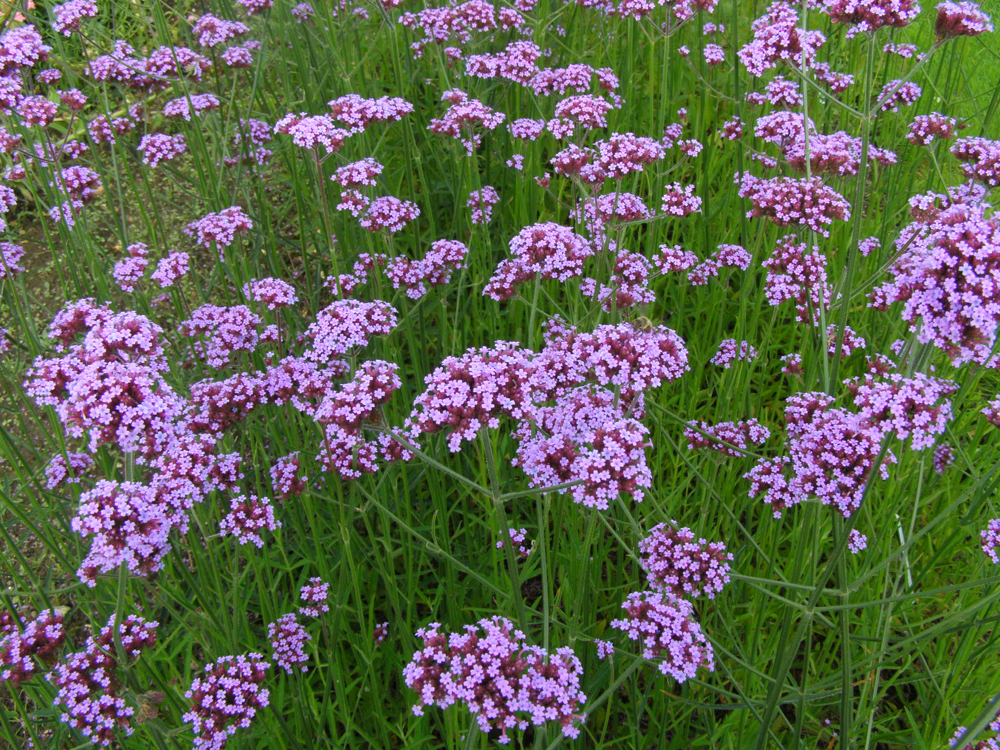 Verbena Pictures