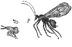 Рис. 3. Trichonaspis crustalis, слева — бескрылое поколение (увелич.), справа крылатое (сильно увел.).