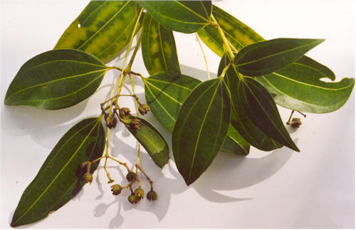 Sri Lanka cinnamon (C. verum/C. zeylanicum)