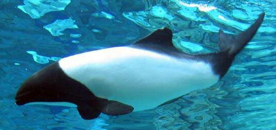 Delfinul alb-negru
