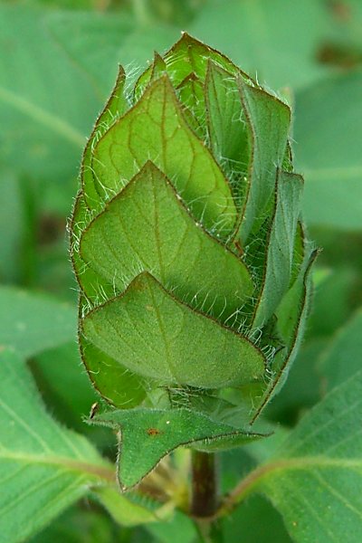 Ruellia blechum image