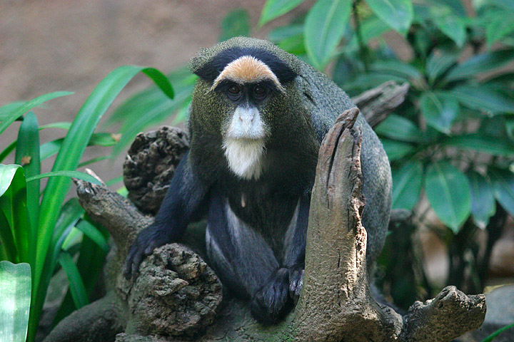 Lightmatter guenon