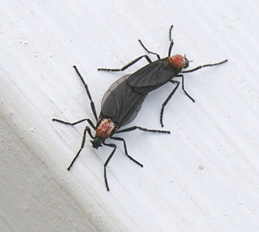 http://upload.wikimedia.org/wikipedia/commons/e/e1/Lovebugs.jpg