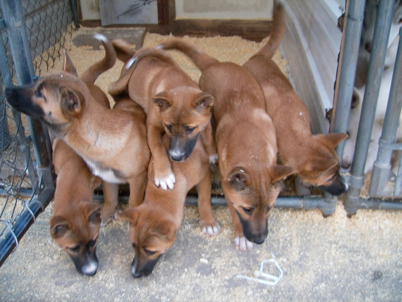 puppies singing