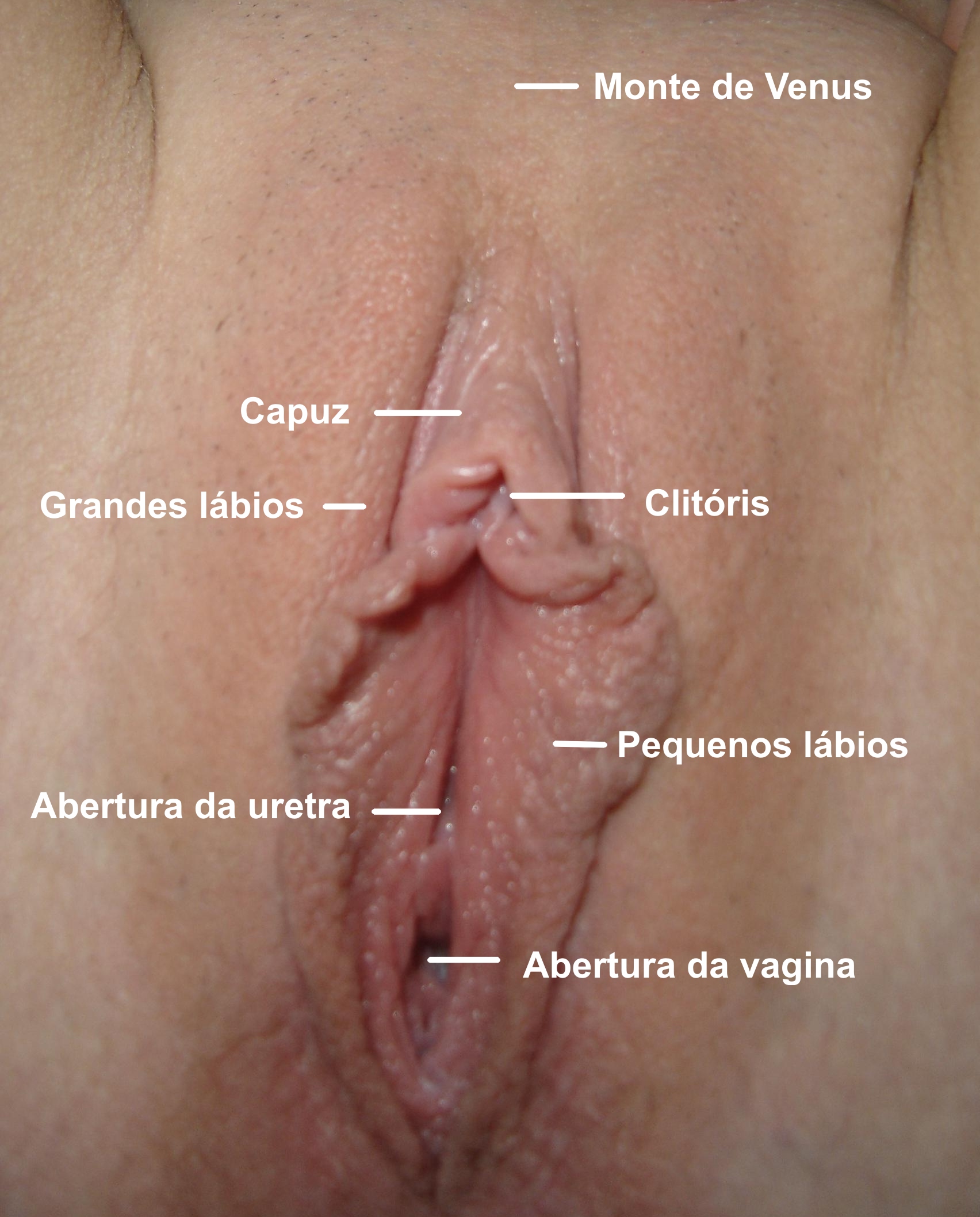 Female genital clitoris