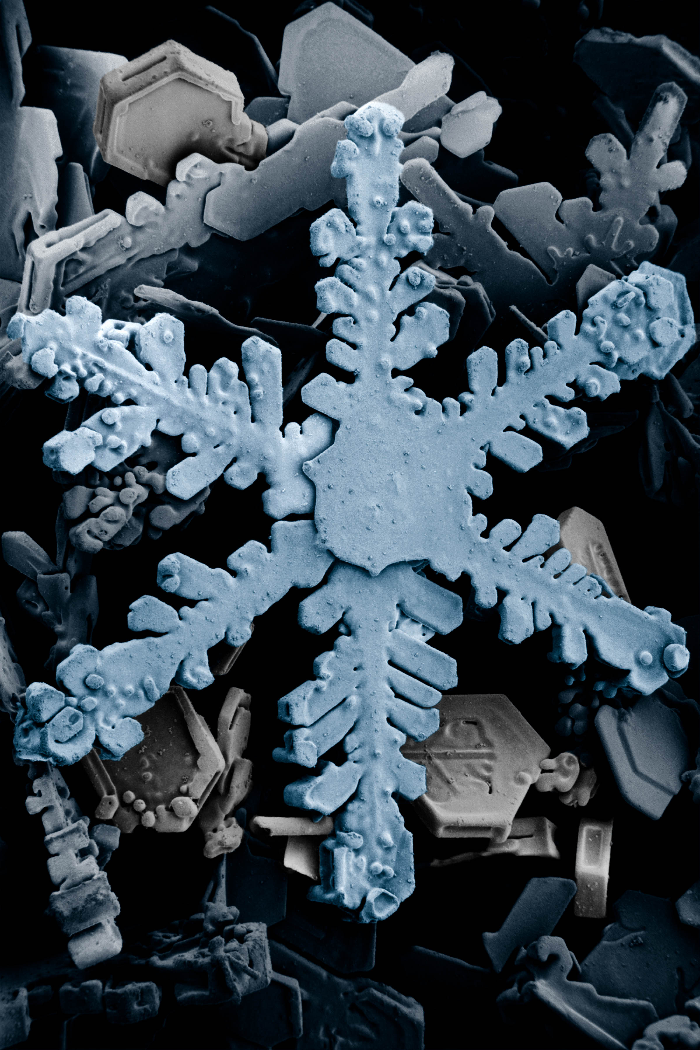 Copos de nieve vistos a través de un microscopio de barrido electrónico y coloreado artificialmente.