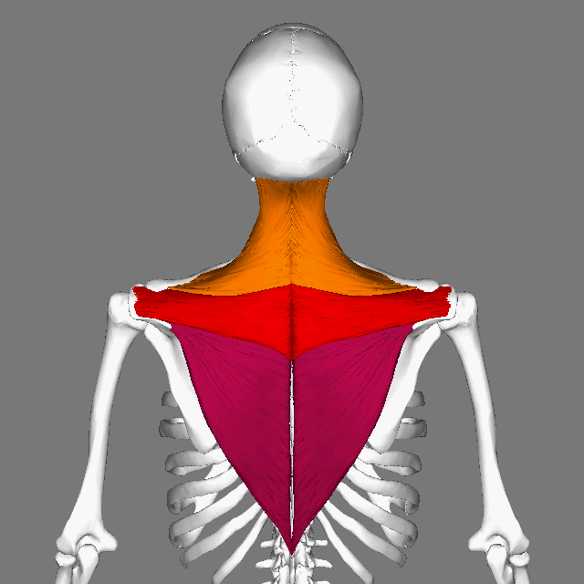 Rotating image, a gif from Wikipedia, showing the trapezius-muscles in three sections. The upper trapezius as approximate triangles that curve up from the shoulders to form the back and sides of the neck. The middle trapezius horizontal strips across the shoulders. The lower trapezius as triangles ending as as point at the base of the ribs. Splitting each trapezius into 3 functional sections is based on the direction of the muscle fibres. So between both trapezii there are 6 sections in total. Picture them in your mind starting with the lower trapezius activating from its base extending upwards and outwards. The middle trapezius bands of muscle tissue from midline to the shoulders, free to fully extend.