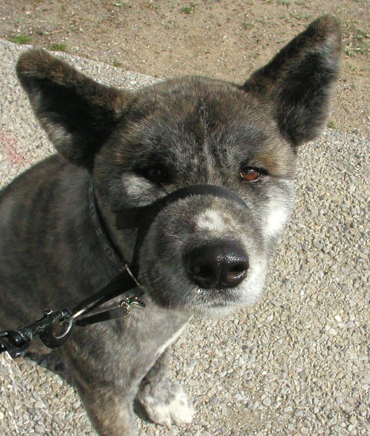 Descrizione Brindle Moku Akita Inu - Short Clipped Fur - Face Shot.jpg