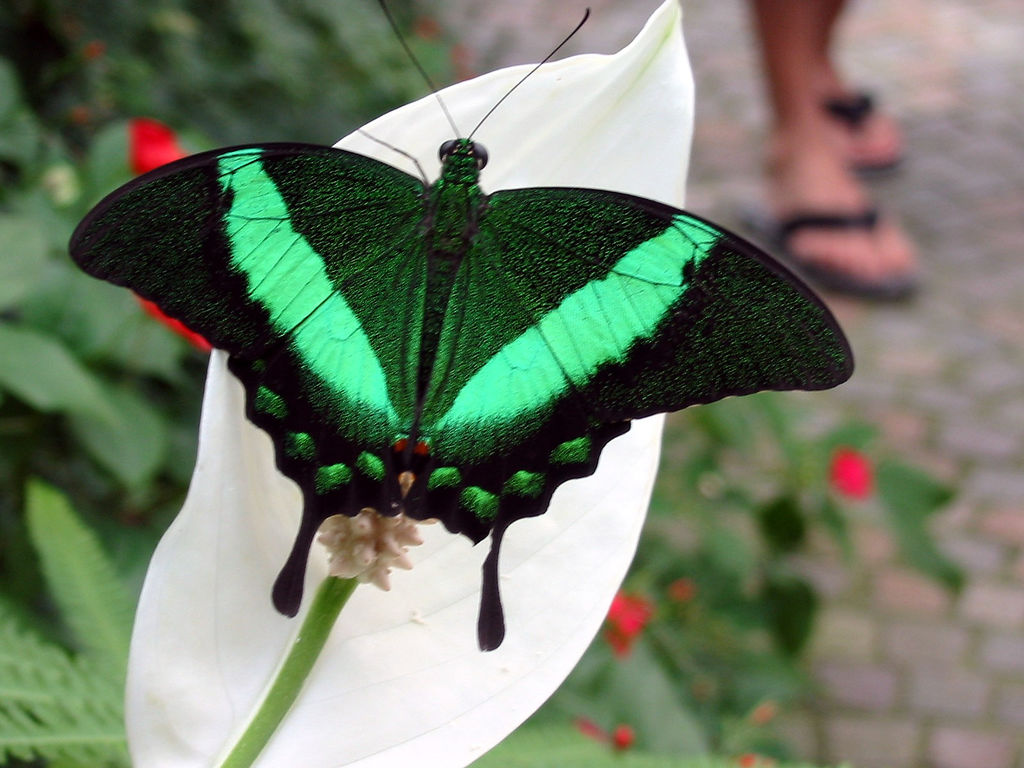 Butterfly green black