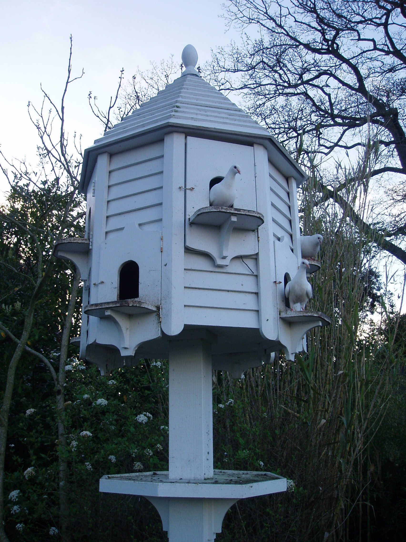 Dove Bird House Plans