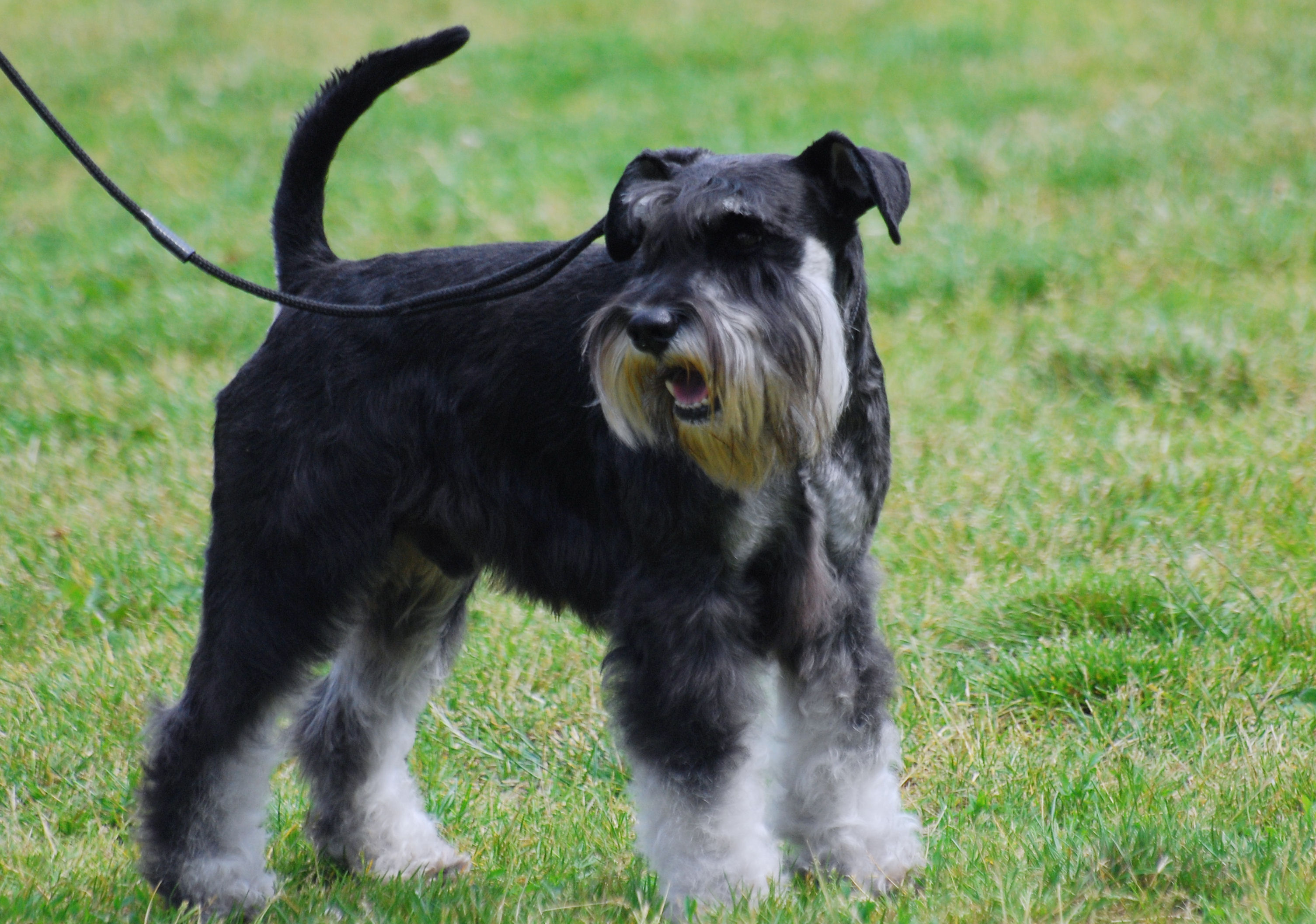 Schnauzer Pictures Photograph | File:miniature Schnauzer R ...