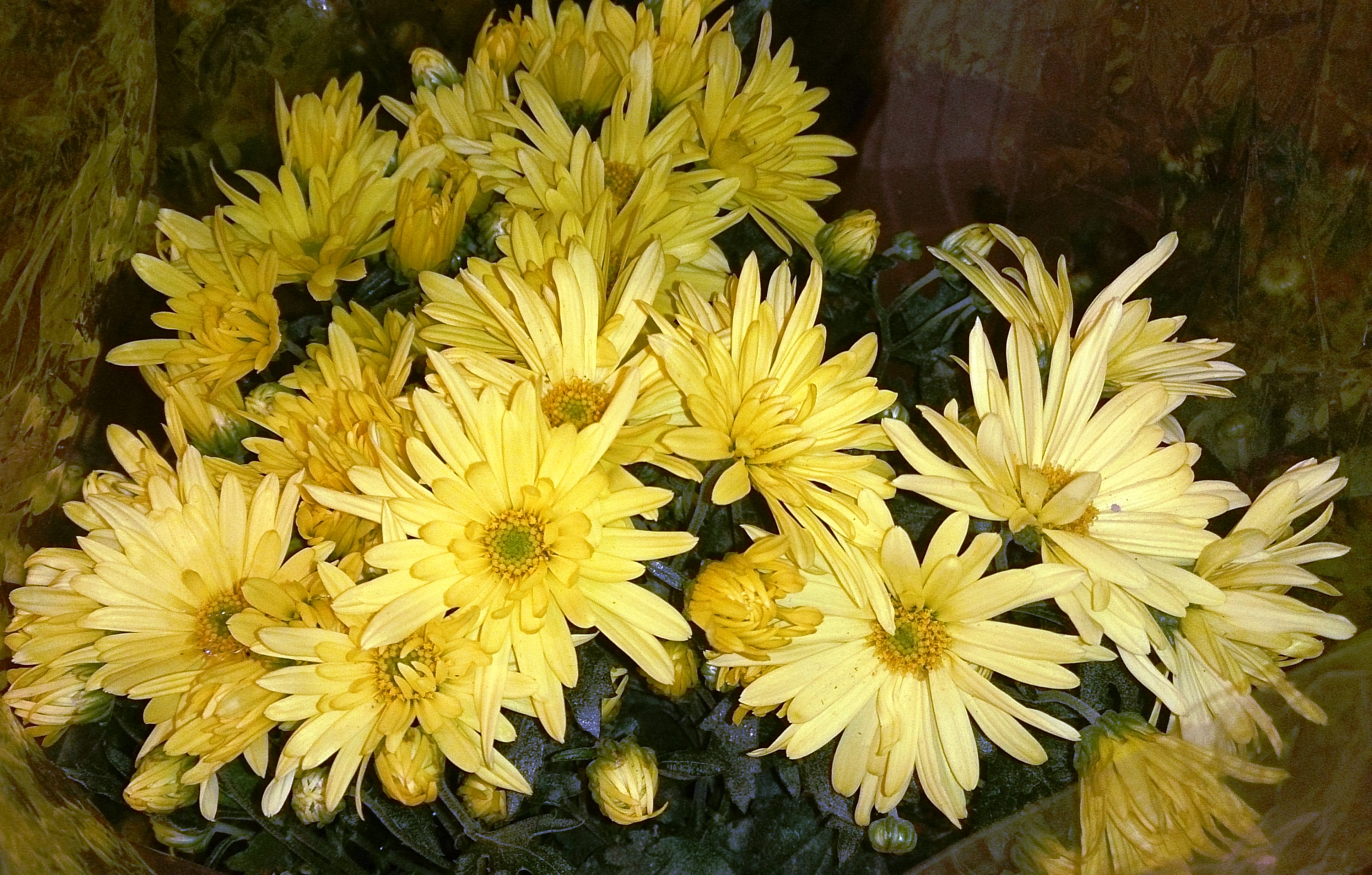 File:Yellow chrysanthemum flowers.jpg  Wikimedia Commons