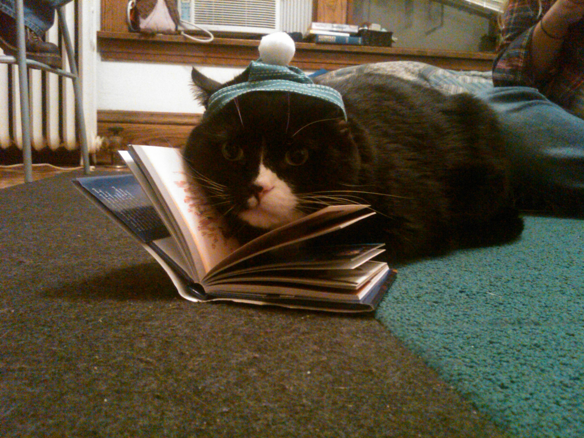 Cat With Book