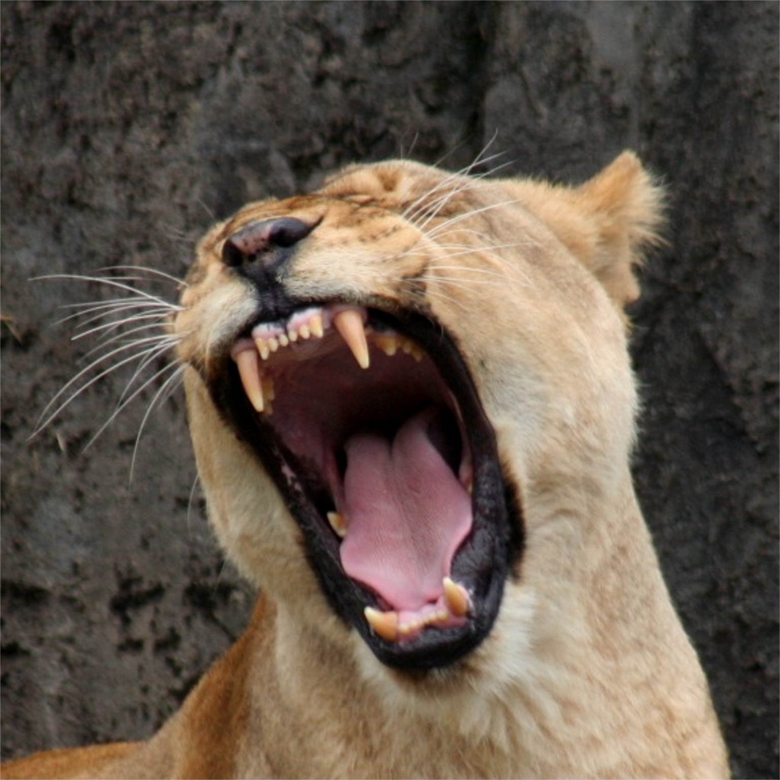 http://upload.wikimedia.org/wikipedia/commons/e/e3/Female_Lion.JPG