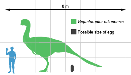 http://upload.wikimedia.org/wikipedia/commons/e/e3/Gigantoraptor_size.png