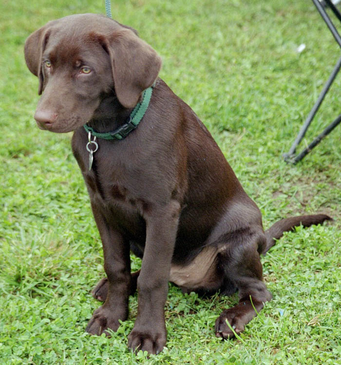 Chocolate Retriever Puppies