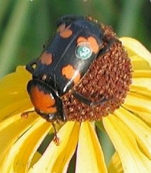 Американский тотенгрэбер (Nicrophorus americanus) .jpg