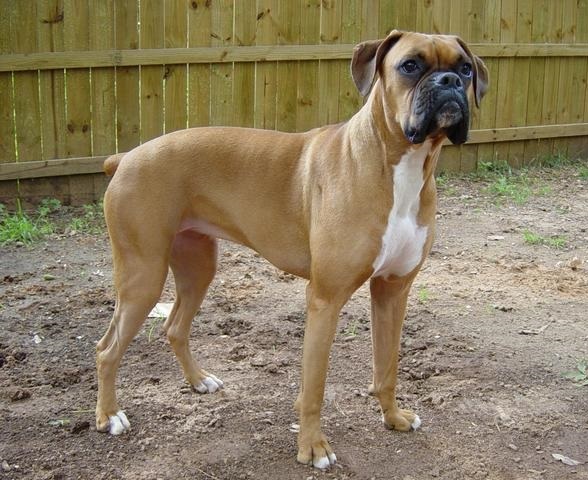 Boxer Female Dog