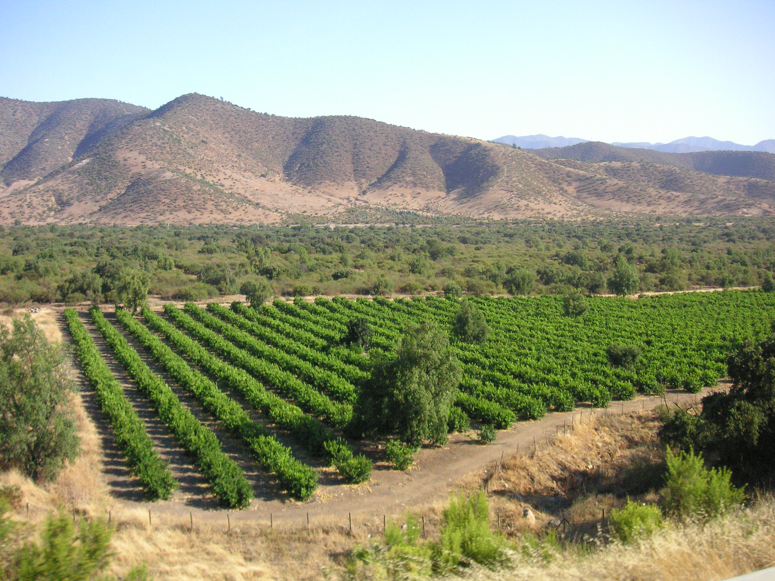 http://upload.wikimedia.org/wikipedia/commons/e/e4/Chilean_vineyard_in_Andes_foothills.jpg