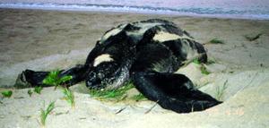 Lederschildkröte Dermochelys coriacea