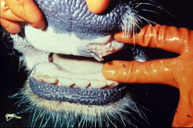 File:Foot and mouth disease in mouth.jpg