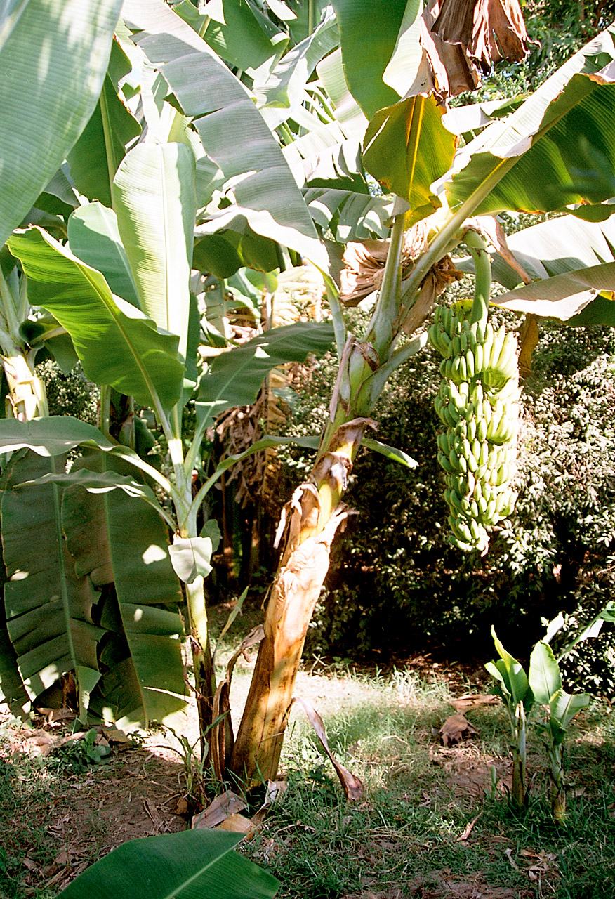 எப்படிக் கொஞ்சும் தன் குழந்தையை? Luxor,_Banana_Island,_Banana_Tree,_Egypt,_Oct_2004