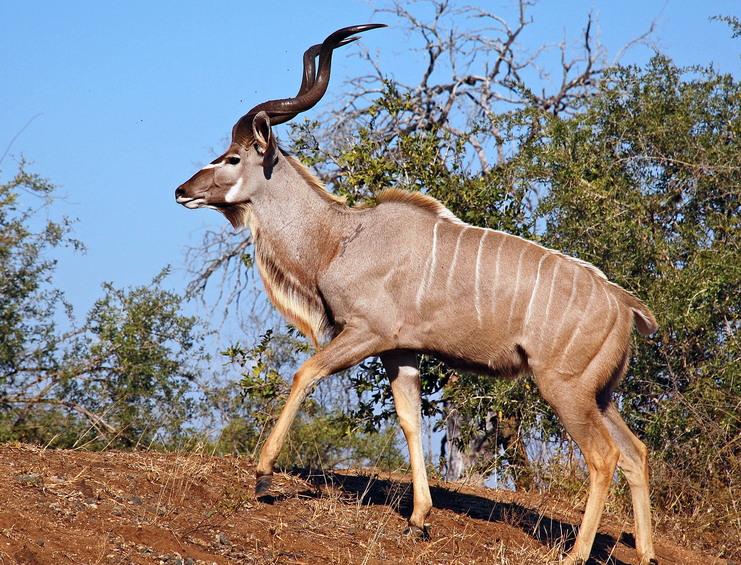 greater kudu