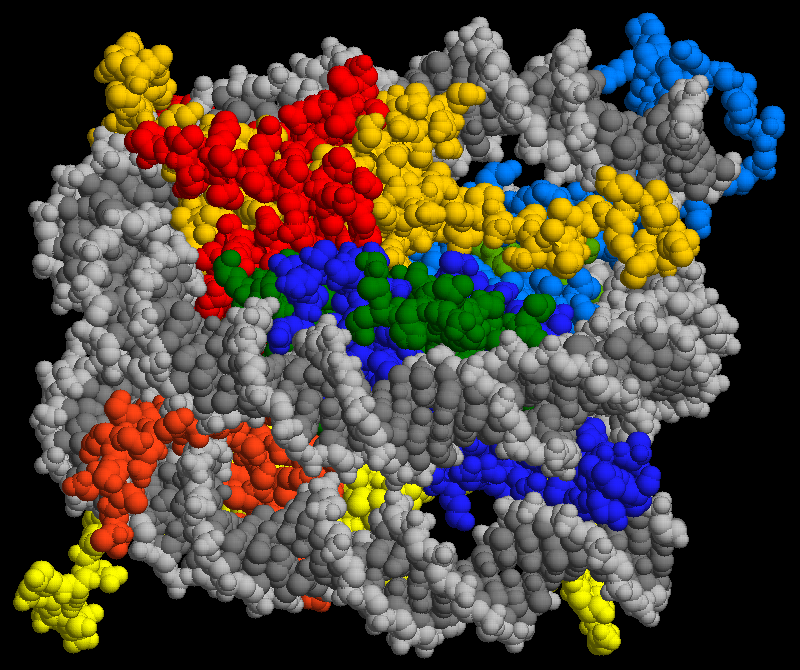 nucleosome