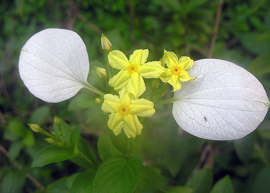 Mussaenda flava image