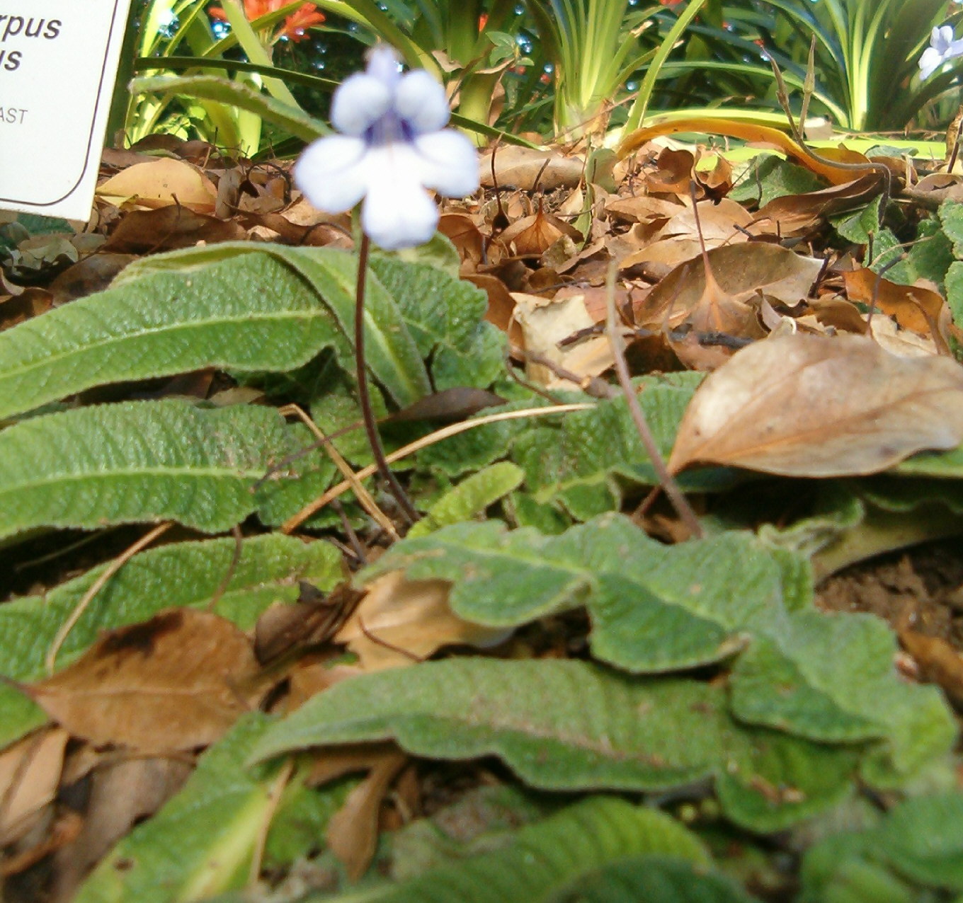 Streptocarpus modestus image