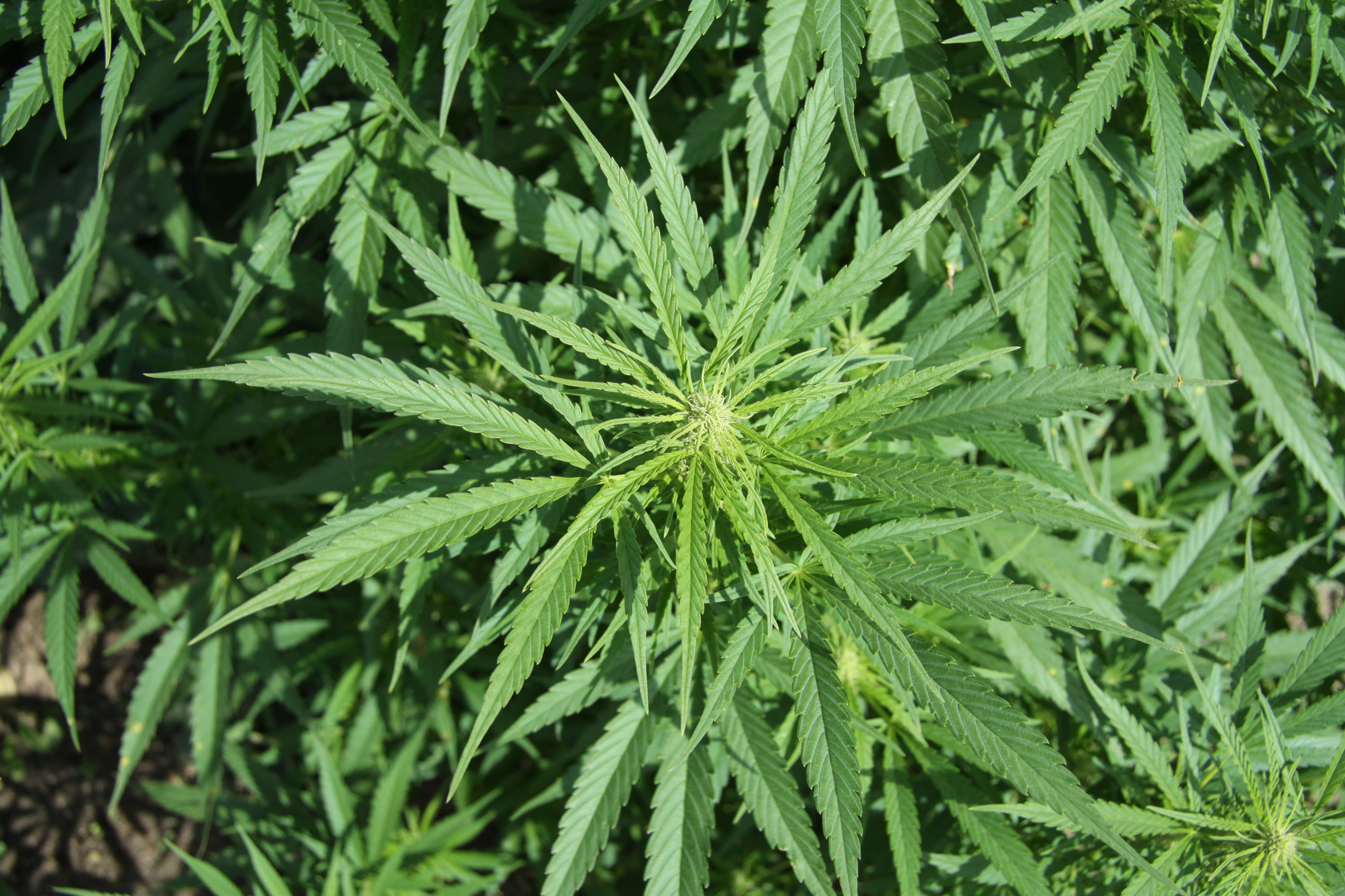 Ohio May Fully Legalize Marijuana Use