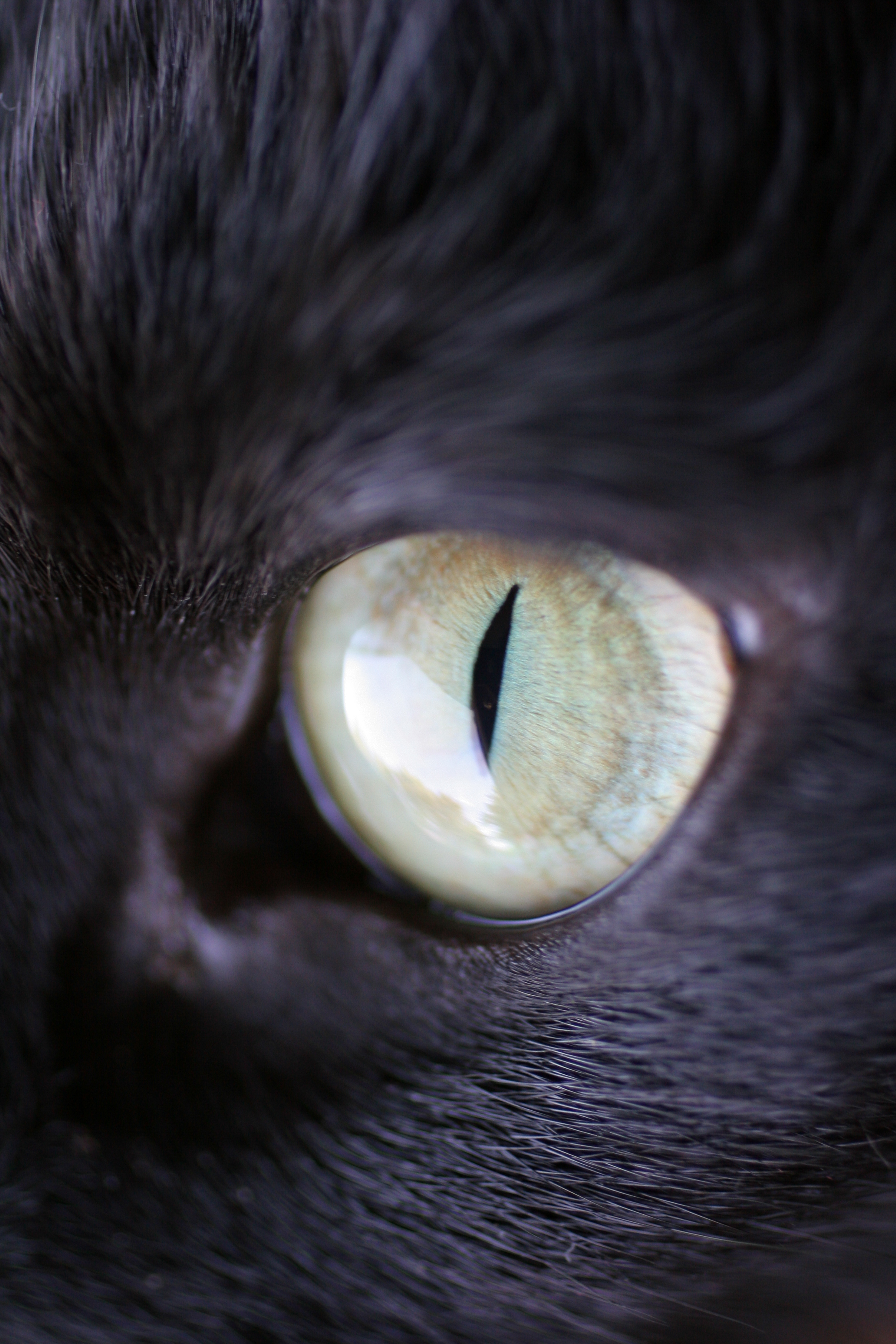 Cat Eye Images