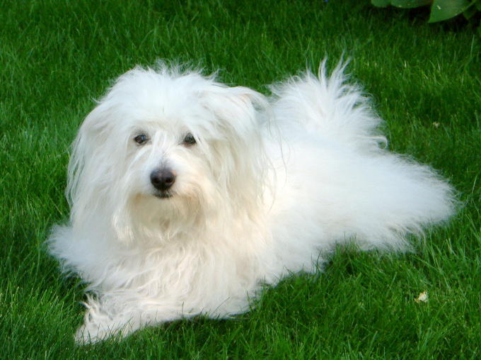 Small White Curly Haired Dog Breeds
