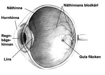 File:Human eye cross-sectional view grayscale sv.png