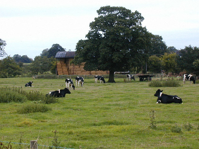 Friesian Cow Pattern