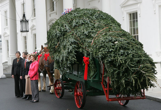 greensboro christams tree delivery