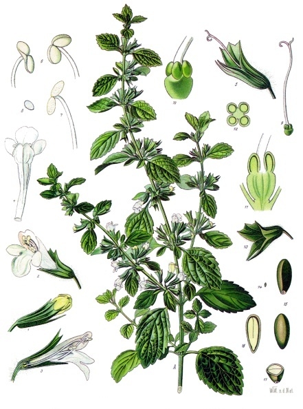 File:Melissa officinalis - Köhler–s Medizinal-Pflanzen-094.jpg