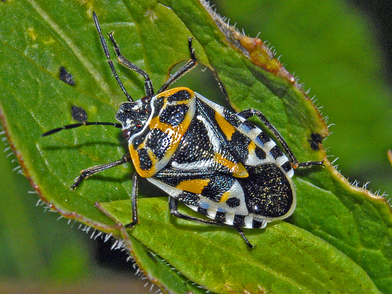 Big bug with striped butt