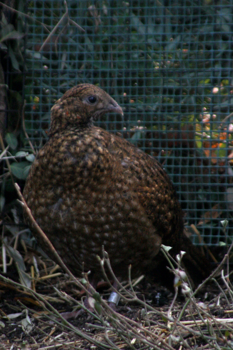 Satyr Female