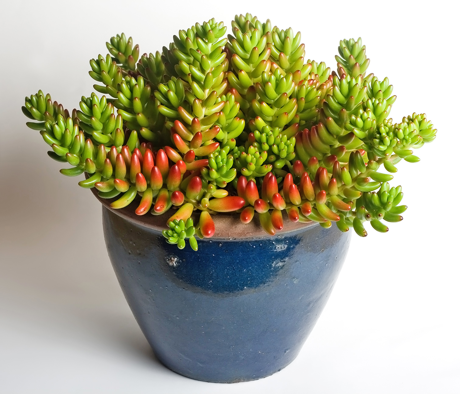 Sedum_rubrotinctum.jpg