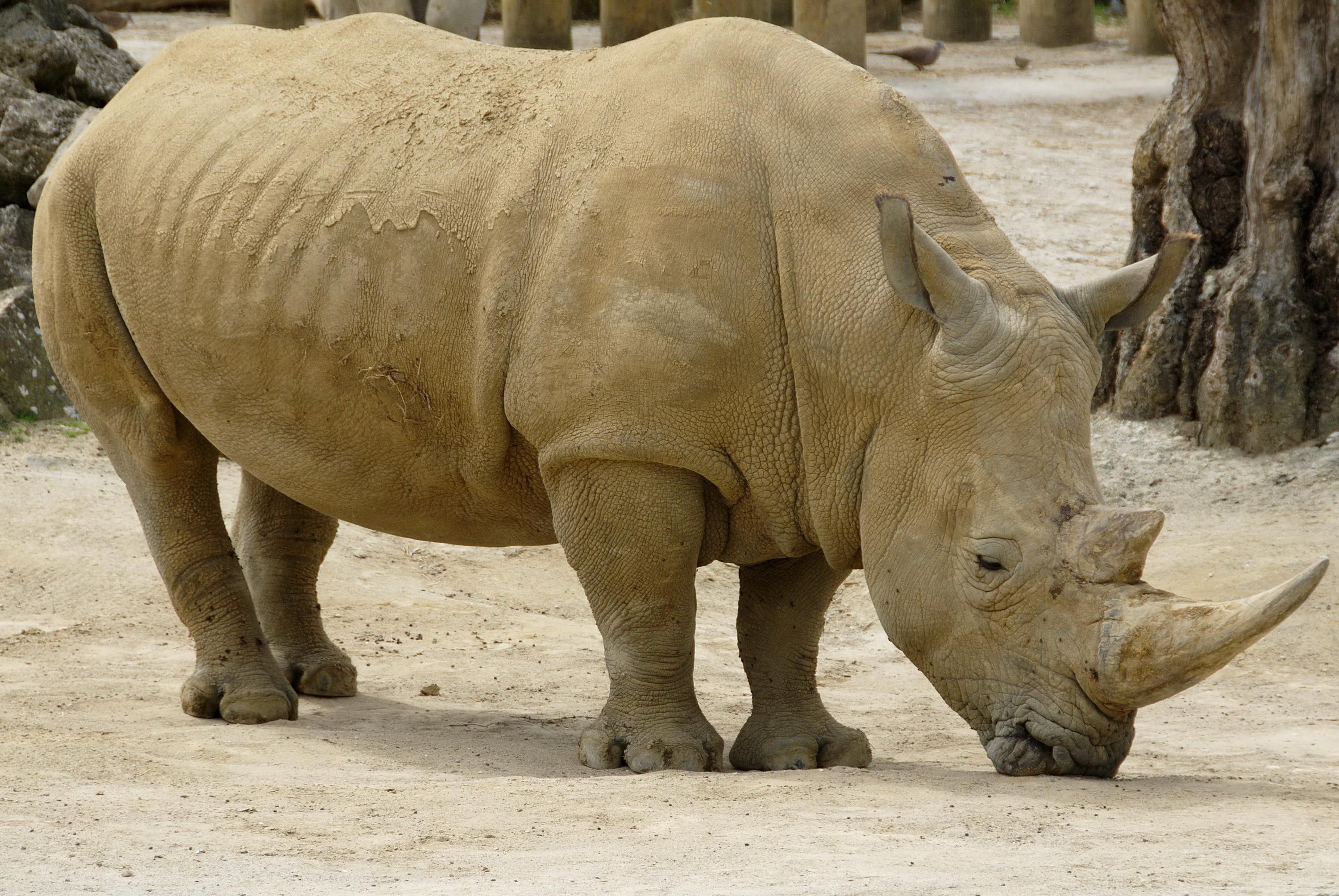 Description African rhinoceros animal.jpg