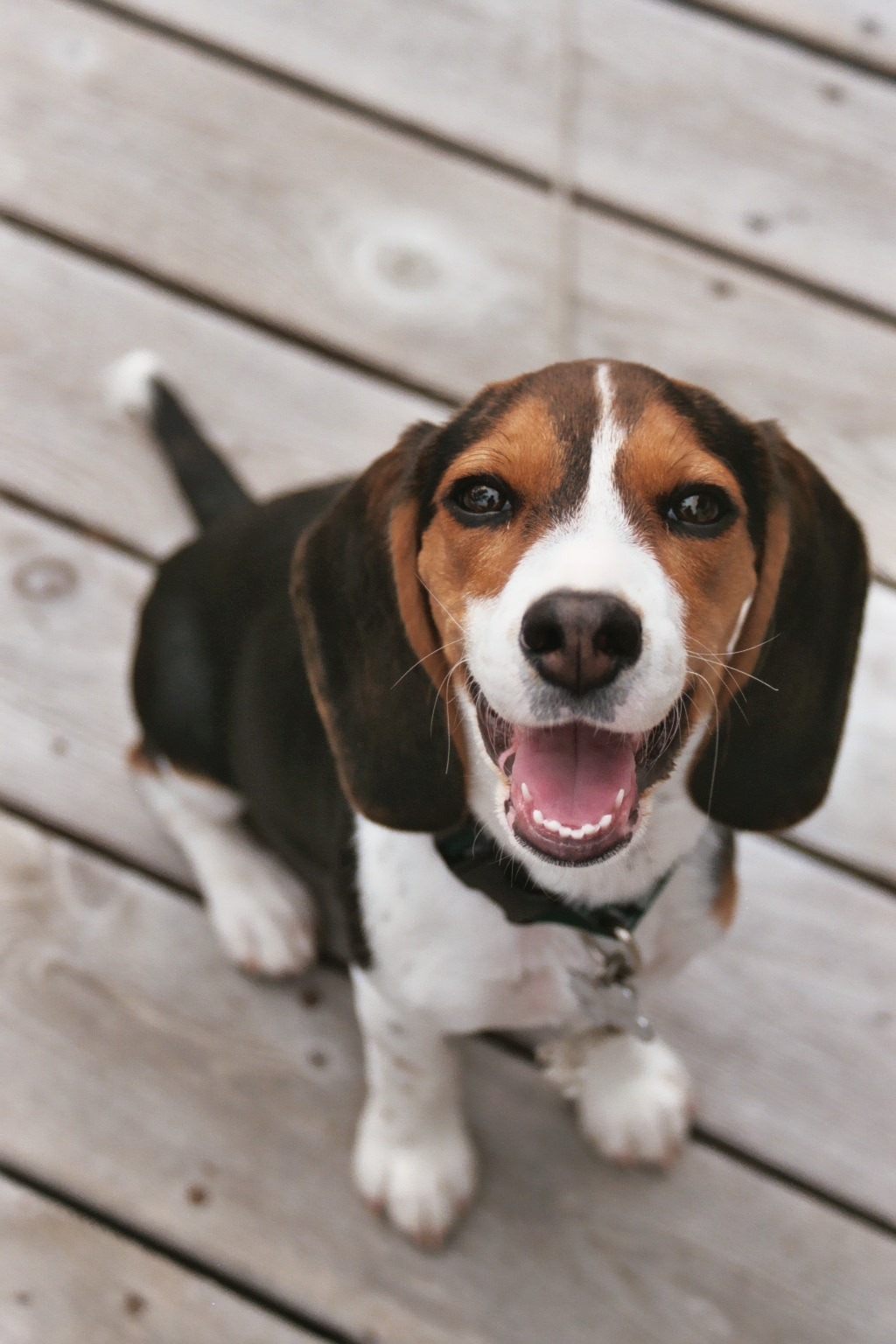 English: A very happy Beagle Puppy!!!!! ; Othe...