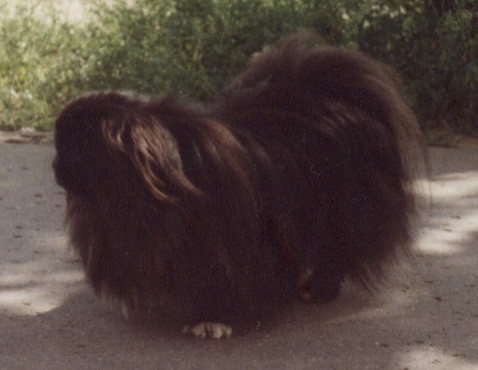 Black_pekinese_tihamer_on_street.jpg