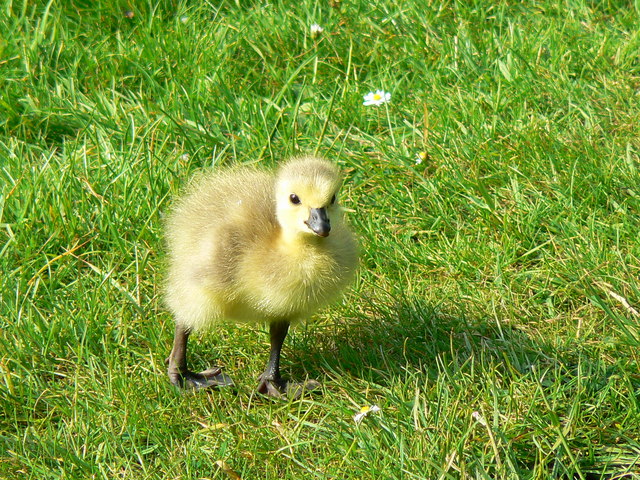 Canada gosling, Coate Water, Swindon - geograph.org.uk - 459591